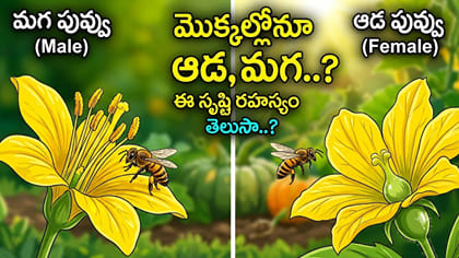 మొక్కల్లోనూ ఆడ, మగ..? కొమ్మల్లో దాగున్న సృష్టి రహస్యం తెలిస్తే..