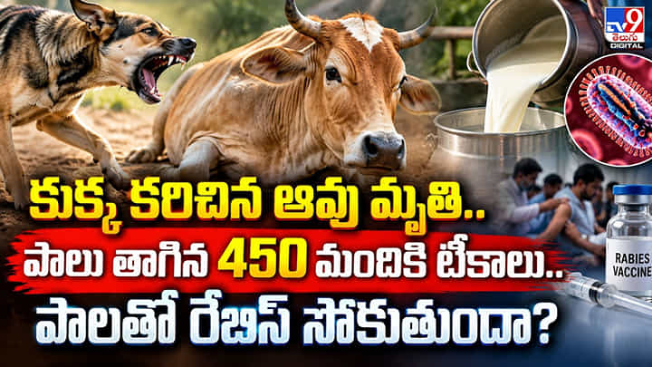కుక్క కరిచిన ఆవు మృతి.. పాలు తాగిన 450 మందికి టీకాలు.. పాలతో రేబిస్ సోకుతుందా? కుక్క కరిచిన ఆవు మృతి.. పాలు తాగిన 450 మందికి టీకాలు.. పాలతో రేబిస్ సోకుతుందా?