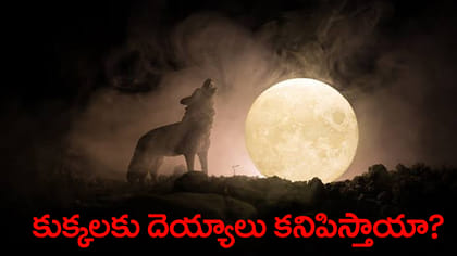 రాత్రిపూట దెయ్యాలను చూసే కుక్కలు అరుస్తాయా?