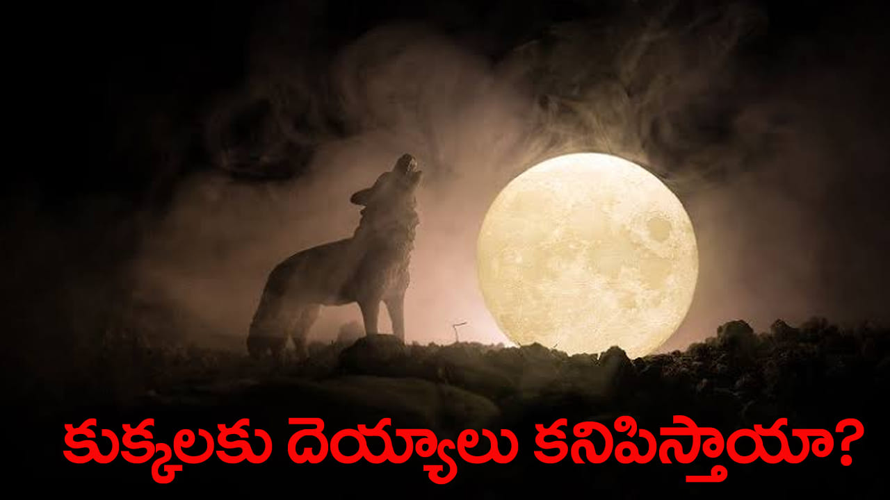 రాత్రిపూట కుక్కలు వింతగా ఎందుకు అరుస్తాయి? దెయ్యాల భయమా..? శాస్త్రం ఏం చెబుతోంది?
