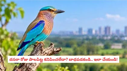 దసరా రోజు పాలపిట్ట కనిపించలేదా? బాధపడకండి.. ఇలా చేయండి!