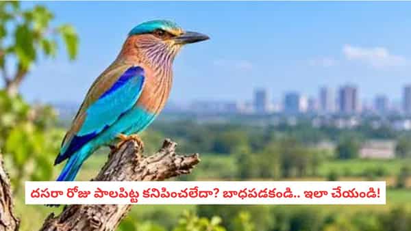 Dussehra Palapitta Significance: దసరా రోజున పాలపిట్టను చూడకపోతే అశుభం జరుగుతుందా? సంప్రదాయం ఏం చెబుతోంది?
