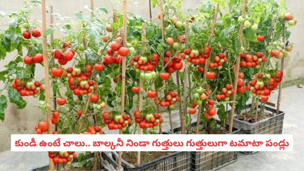 How to Grow Tomatoes in Pots: చిన్న కుండీ ఉంటే చాలు.. ఇంట్లోనే టమాటా మొక్క పెంచేందుకు ఈ స్టెప్స్ ఫాలో అవ్వండి!