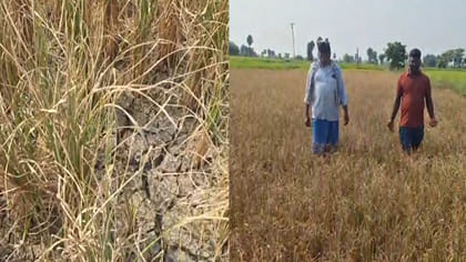 ఎల్‌నినో ఎఫెక్ట్‌.. చేతికొచ్చిన పంట కళ్లముందే ఎండిపోతుంటే..