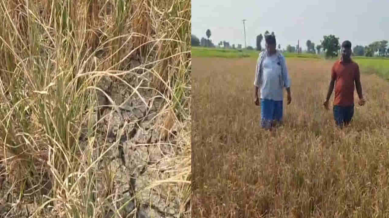 Telangana: ఎల్నినో ఎఫెక్ట్.. చేతికొచ్చిన పంట కళ్లముందే ఎండిపోతుంటే ఈ రైతన్నలు ఏం చేశారంటే..? వీడియో ఇదిగో