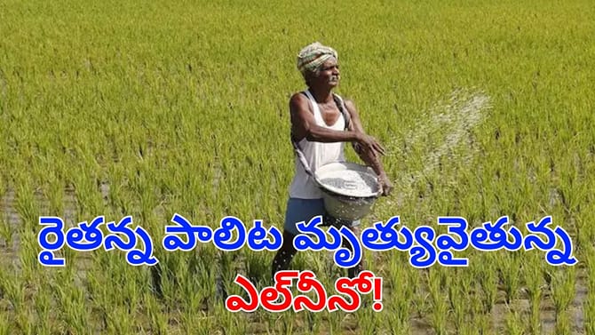 ఎల్‌నీనో ఎఫెక్ట్.. ఏపీ రైతుల్లో పెరుగుతున్న కిడ్నీ సమస్యలు
