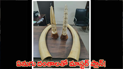 ఏనుగు దంతాలతో కోట్ల దందాకు ప్లాన్?