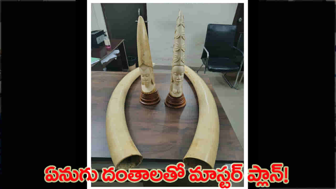 హైదరాబాద్లో DRI భారీ ఆపరేషన్.. 17 కిలోల ఏనుగు దంతాలు స్వాధీనం..!