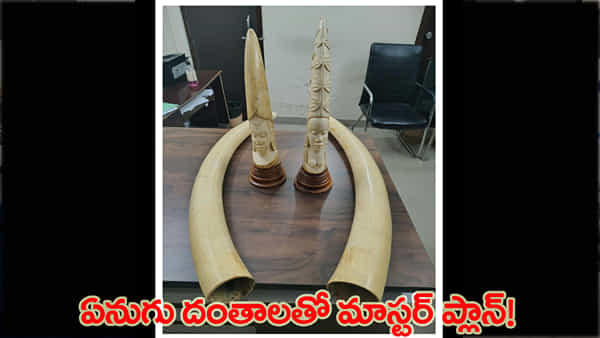 హైదరాబాద్లో DRI భారీ ఆపరేషన్.. 17 కిలోల ఏనుగు దంతాలు స్వాధీనం..!