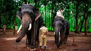 Elephants: ఏయే రాష్ట్రాలకు ఏనుగు రాష్ట్ర జంతువుగా ఉంది? పూర్తి వివరాలు ఇదిగో