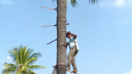 మోకులేకుండా తాటిచెట్టుపైకి..గీతకార్మికులను ఆశ్చర్యపరుస్తున్న రైతు
