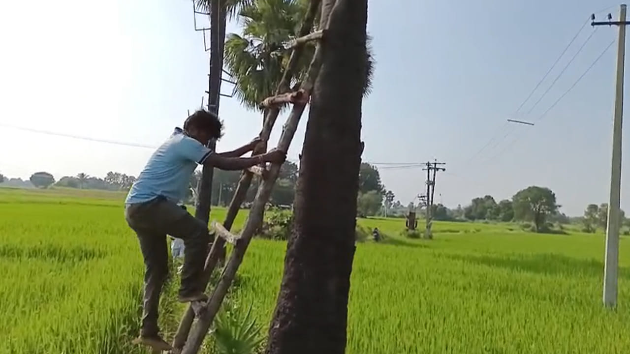 Farmar 3