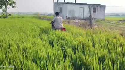 వరి పొలంలో బైక్ నడిపించిన రైతు.. ఎందుకంటే..?