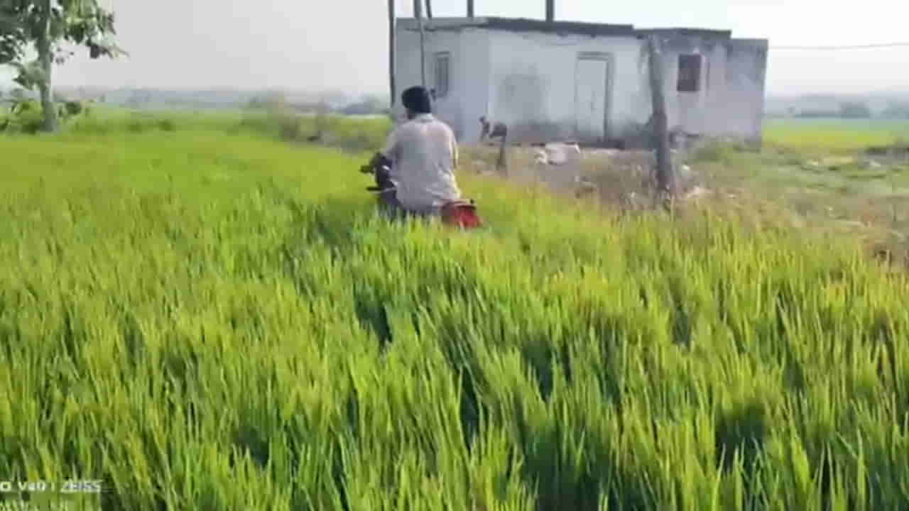 Telangana: నడిపొలంలో బైక్తో తిరుగుతున్న రైతు.. ఎందుకంటే..?