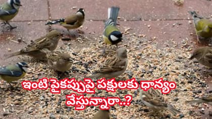 ఇంటి పైకప్పుపై పక్షులకు ధాన్యం వేయవచ్చా?నిపుణులు ఏం చెబుతున్నారు!