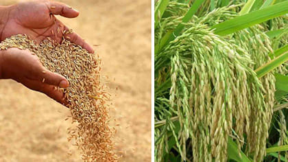 సిరులు కురుపిస్తున్న సన్నరకం ధాన్యం..