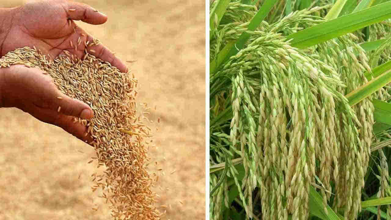 Andhra: సన్నరకం ధాన్యం వేసిన రైతులుకు సిరుల పంట..