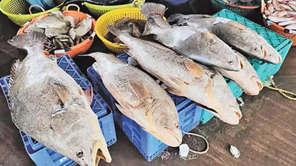ఈ చేపల కడుపులో ఉంది అసలైన సంపద..