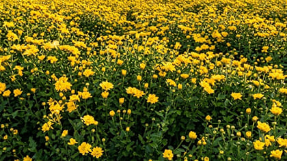 లాభాలు కురిపిస్తున్న చామంతి పూలసాగు