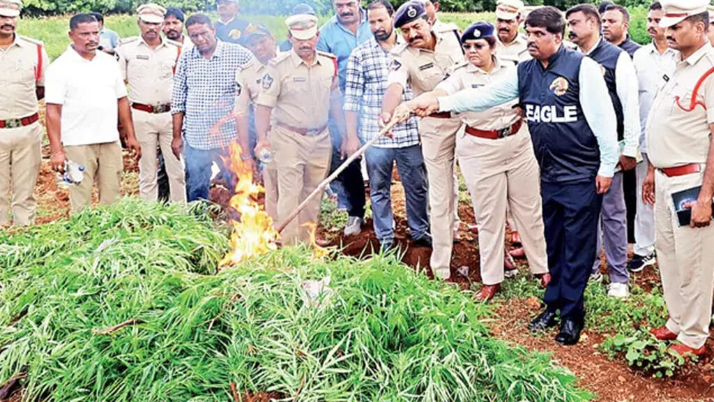 Ganja Crop Destroyed
