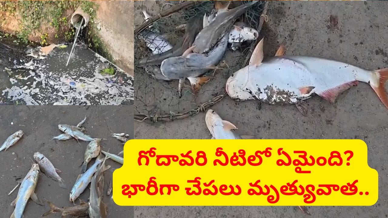 వశిష్ట గోదావరిలో వేలాది చేపలు మృతి.. నీటిపై తేలుతున్న భారీ చేపలు.. అసలేం జరుగుతోంది?