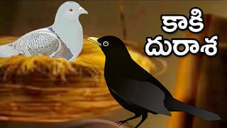 Moral Story: దురాశకు పోయిన కాకికి జీవితాంతం బాధ పడే శిక్ష పడింది..