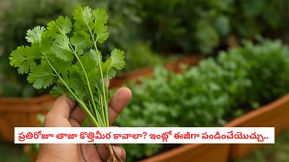ప్రతిరోజూ తాజా కొత్తిమీర కావాలా? ఇంట్లో ఈజీగా పండించేయొచ్చు..