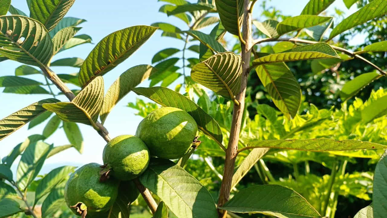 రక్తంలో చక్కెర స్థాయిల నియంత్రణ: మధుమేహం ఉన్నవారికి జామ ఆకులు ఎంతగానో సహాయపడతాయి. భోజనం తర్వాత రక్తంలో గ్లూకోజ్ స్థాయిలు అకస్మాత్తుగా పెరగకుండా ఇవి అడ్డుకుంటాయి. ఆకుల్లో ఉండే బయోయాక్టివ్ సమ్మేళనాలు కార్బోహైడ్రేట్లను నెమ్మదిగా జీర్ణం అయ్యేలా చేసి, ఇన్సులిన్ సెన్సిటివిటీని మెరుగుపరుస్తాయి.
