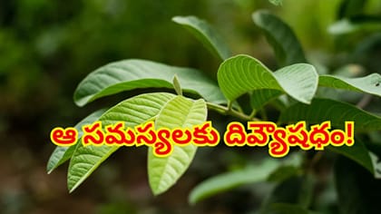 అమృత ఫలం జామ ఆకు నుండి వేరు వరకు అన్నీ ఔషధాలే! ఆరోగ్య ప్రయోజనాలు