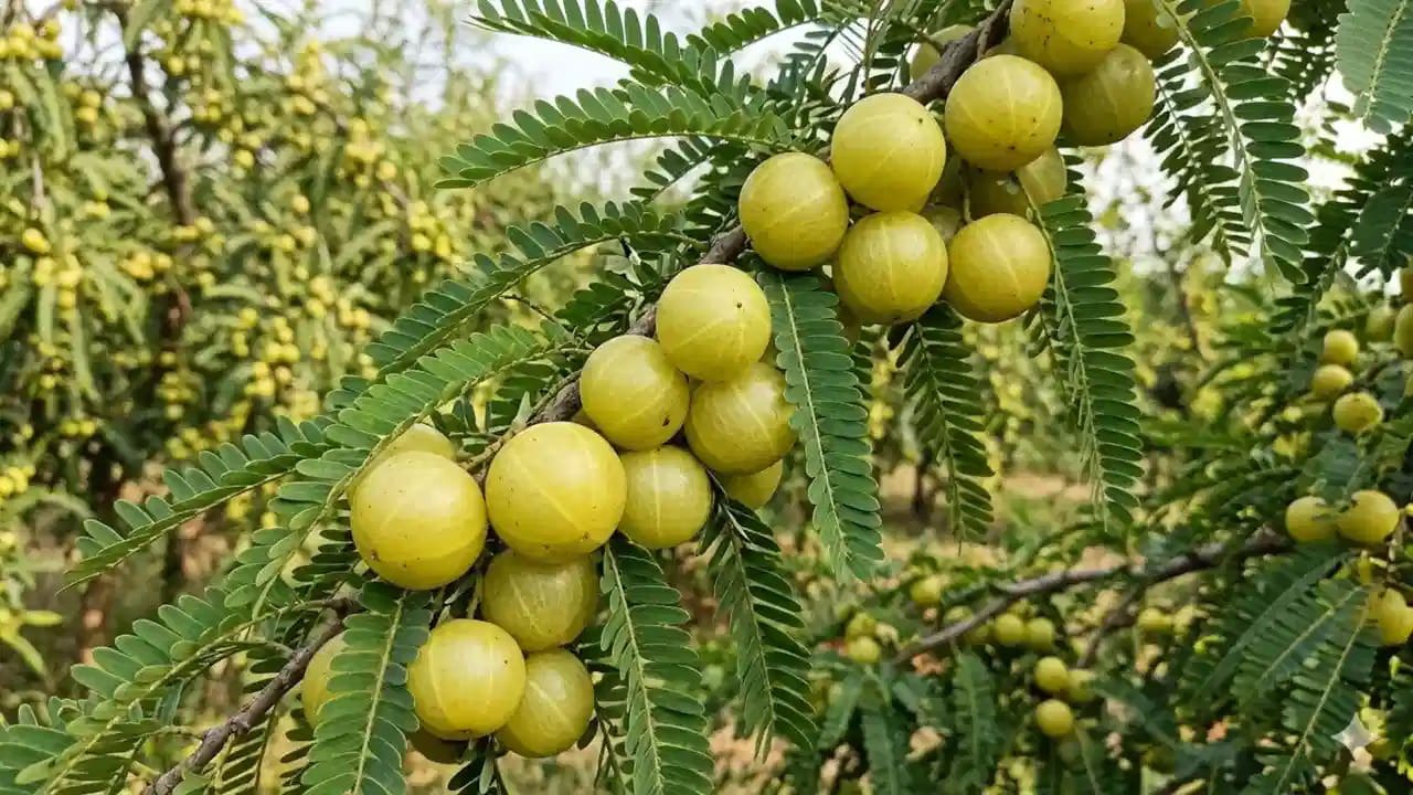 Guava Vs Amla