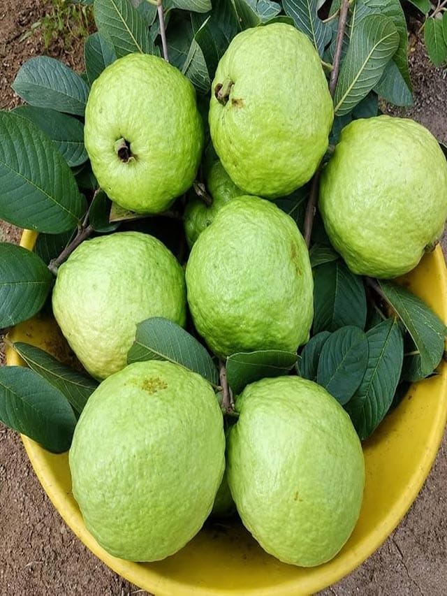 రాత్రిపూట జామపండు ఎందుకు తినకూడదు..?