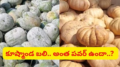 నిజంగా ఒక్క గుమ్మడికాయ 100 మేకలతో సమానమా..?