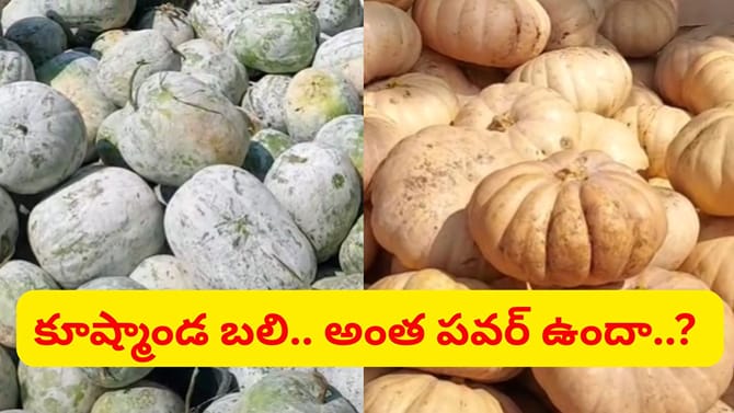 నిజంగా ఒక్క గుమ్మడికాయ 100 మేకలతో సమానమా..?