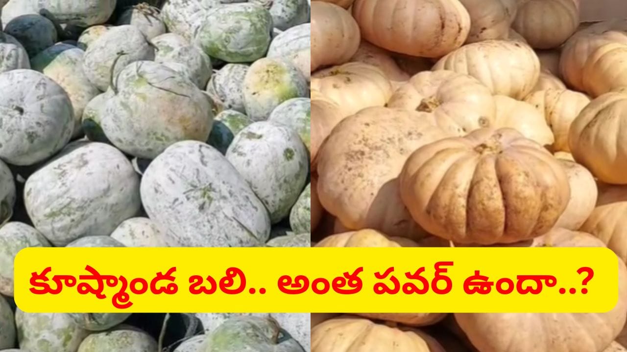 నిజంగా ఒక్క గుమ్మడికాయ 100 మేకలతో సమానమా..? దసరా సెంటిమెంట్ వెనుక కథ ఇదే..