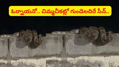 చిమ్మ చీకట్లో గోడపై అలికి.. ఏంటో అని దగ్గరికి వెళితే..