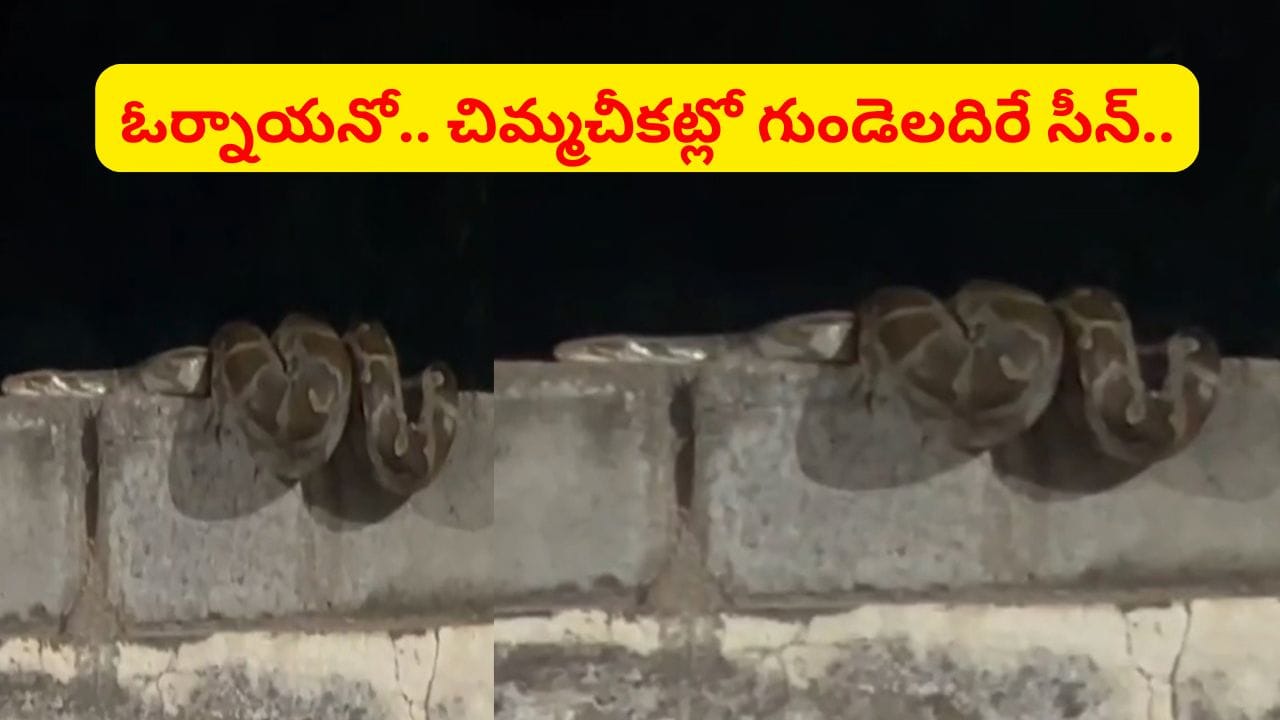 చిమ్మ చీకట్లో గోడపై అలికి.. ఏంటో అని దగ్గరికి వెళితే.. వామ్మో గుండె అదిరే సీన్..