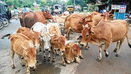 ఆవులు రోజూ ఎన్ని గంటలు నిద్రపోతాయి..? 99శాతం మందికి తెలియని..