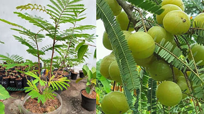 ఇంట్లోనే చిన్న కుండీలో గుత్తులు గుత్తులుగా ఉసిరికాయలు..