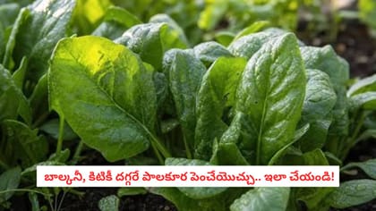 బాల్కనీ, కిటికీ దగ్గరే పాలకూర పెంచేయొచ్చు.. ఇలా చేయండి!
