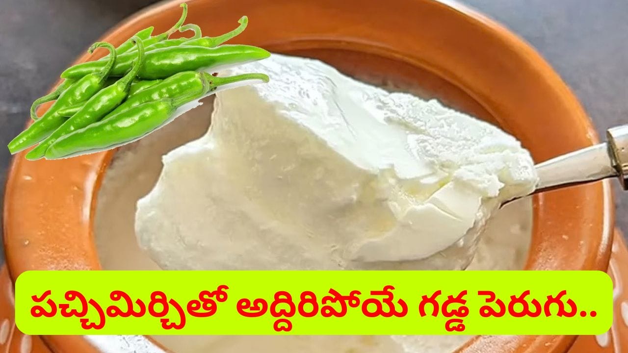ఒక్క పర్చి మిర్చితో అద్దిరిపోతుంది.. పెరుగు రుచిగా, గడ్డలా రావాలంటే ఇలా చేయండి..