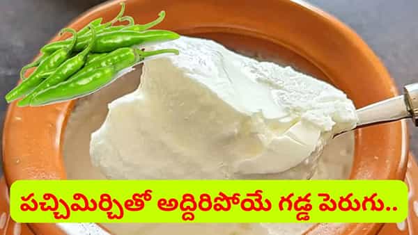 ఒక్క పర్చి మిర్చితో అద్దిరిపోతుంది.. పెరుగు రుచిగా, గడ్డలా రావాలంటే ఇలా చేయండి..