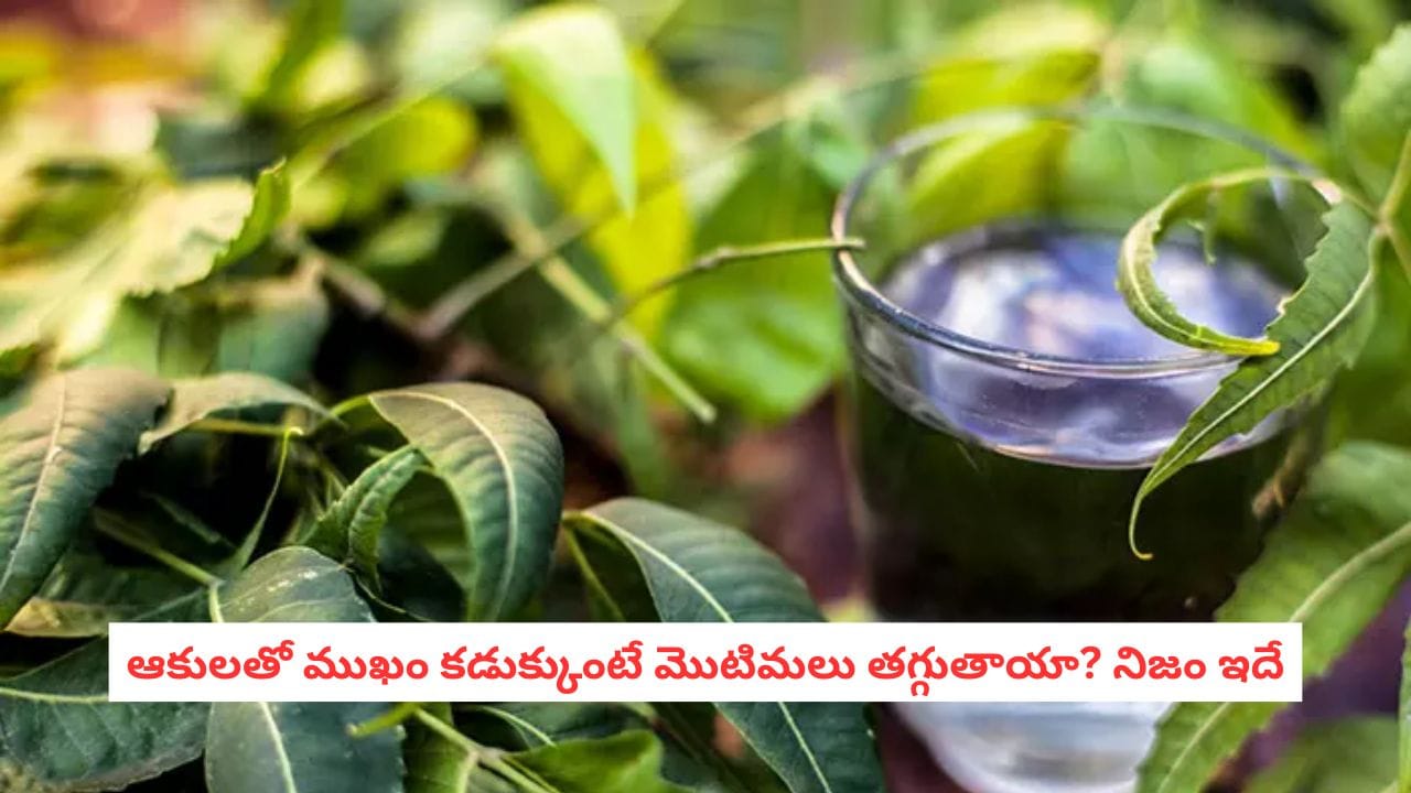 Skin Care Tips: మొటిమలకు ఈ ఆకుల నీరు.. నిజంగా పనిచేస్తుందా? వాడే ముందు ఇవి తెలుసుకోండి!