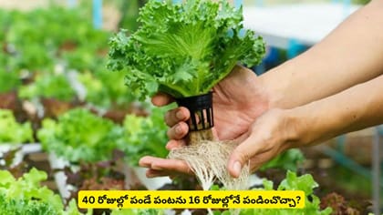 40 రోజుల్లో పండే పంటను 16 రోజుల్లోనే పండించొచ్చా?