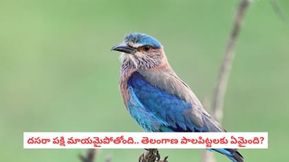 దసరా పక్షి మాయమైపోతోంది.. తెలంగాణ పాలపిట్టలకు ఏమైంది?
