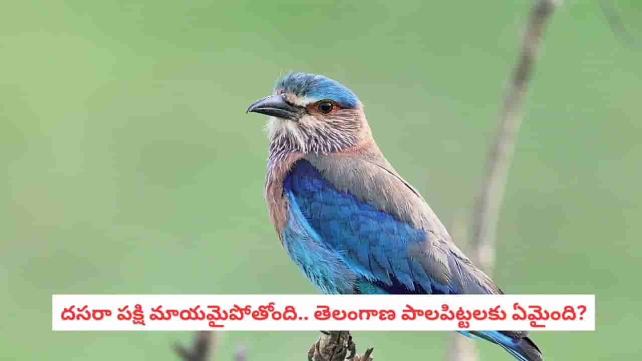 Palapitta: తెలంగాణ పాలపిట్ట మాయమవుతోందా? సంఖ్య తగ్గడానికి ఈ కారణాలే కారణమట!
