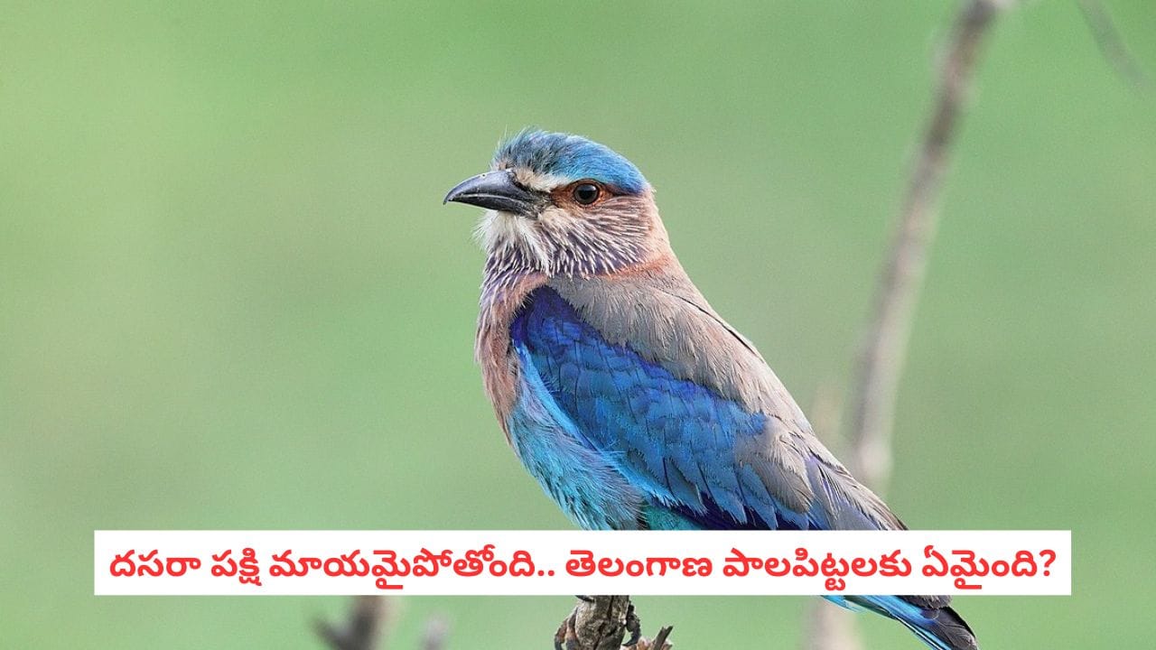 Palapitta: తెలంగాణ పాలపిట్ట మాయమవుతోందా? సంఖ్య తగ్గడానికి ఈ కారణాలే కారణమట!