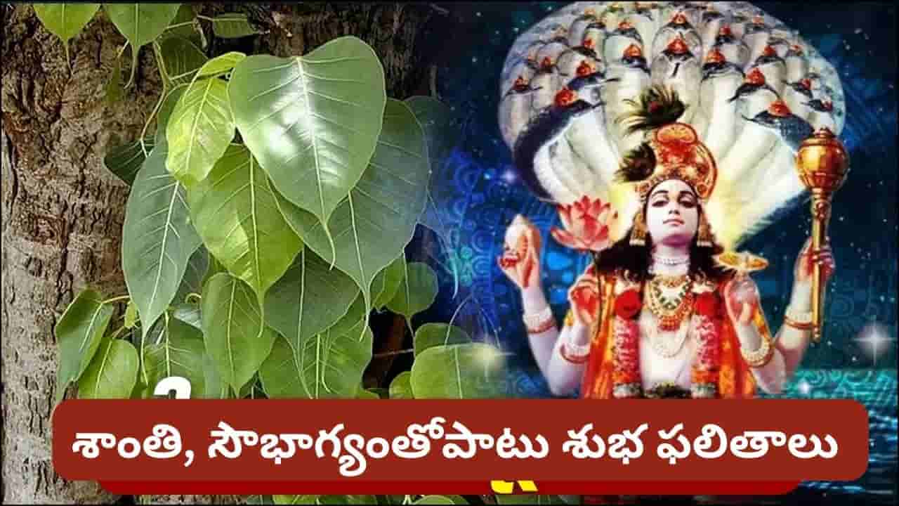 Indira Ekadashi: ఇందిరా ఏకాదశినాడు రావి చెట్టు కింద ఈ చిన్న పరిహారం.. పితృశాంతికి ఎంతో విశిష్టమట!