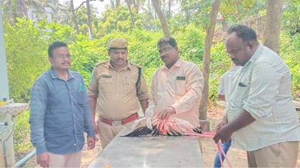 సముద్ర చిలుకకు ప్రాణం పోసిన అధికారులు.