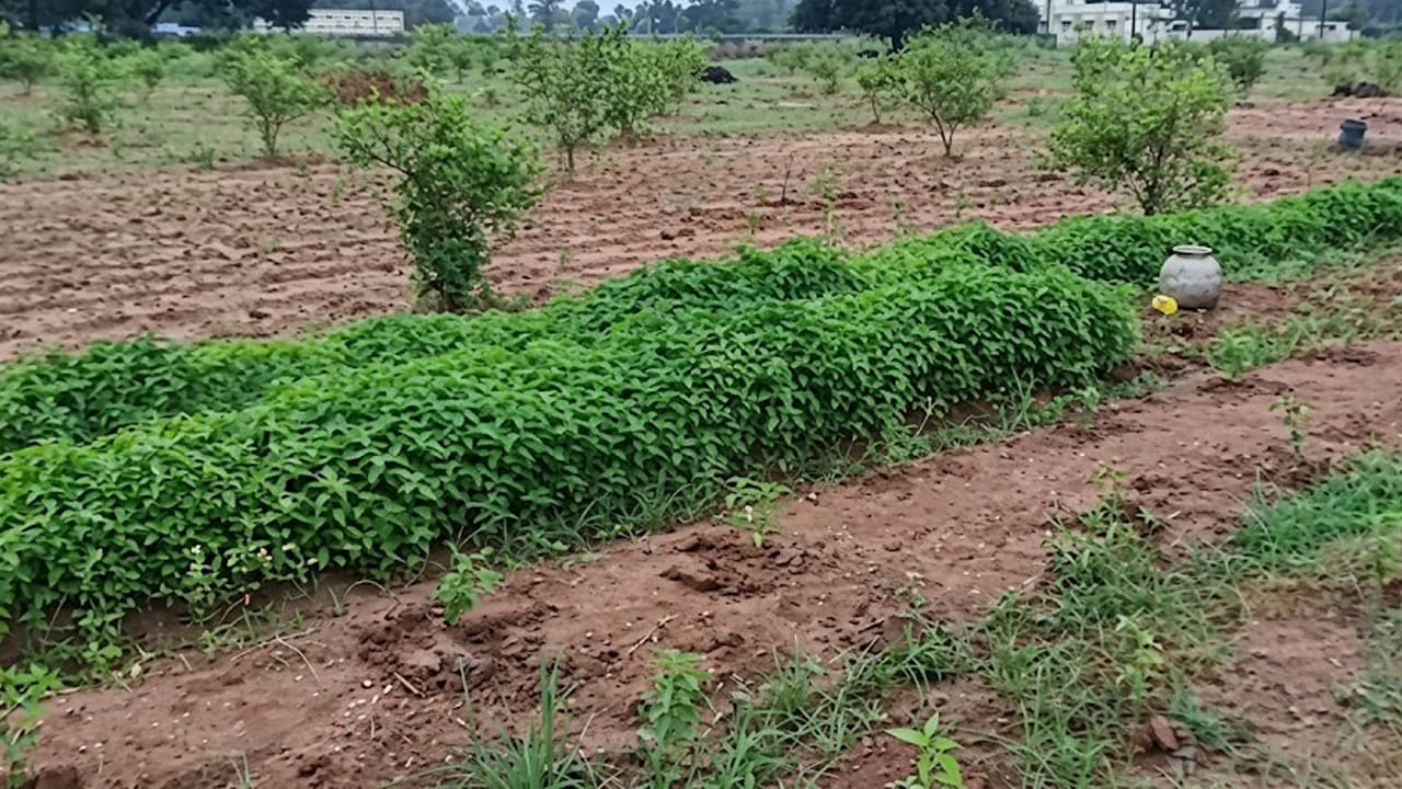 Andhra: భళా.. నిమ్మ తోటలో అంతర పంటలుగా వీటిని వేశాడు.. అదిరే ఆదాయం.....