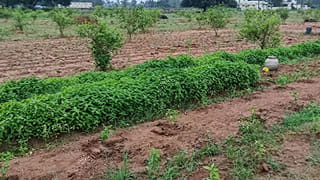 Andhra: భళా.. నిమ్మ తోటలో అంతర పంటలుగా వీటిని వేశాడు.. అదిరే ఆదాయం..